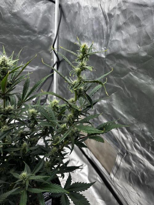 First test grow. Week 6