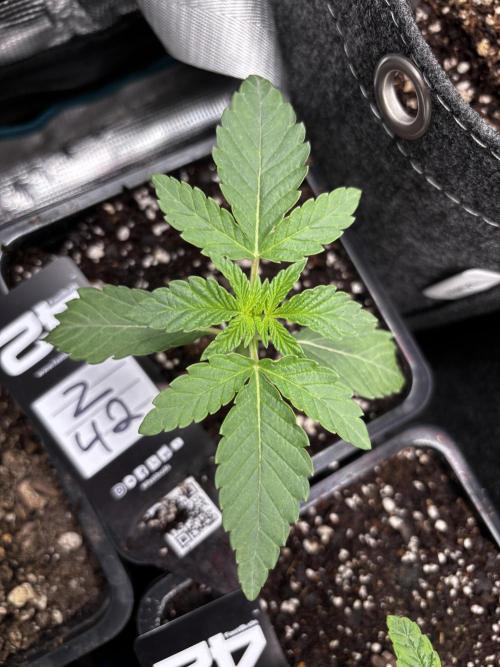 Fastbuds fems. Week 1