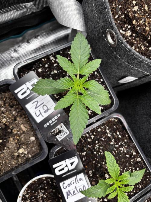 Fastbuds fems. Week 1
