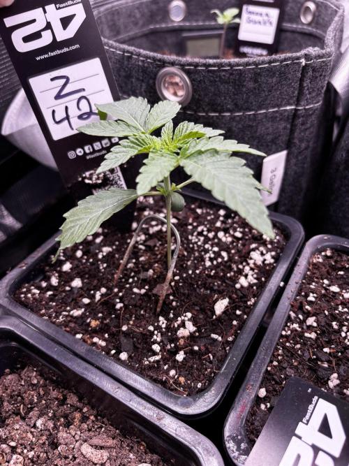 Fastbuds fems. Week 1