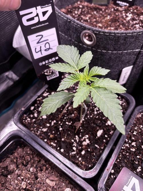 Fastbuds fems. Week 1