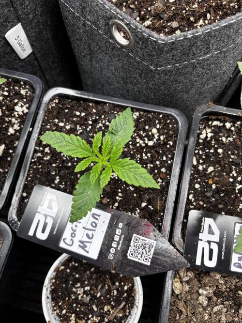 Fastbuds fems. Week 1