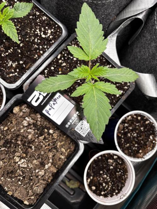 Fastbuds fems. Week 1