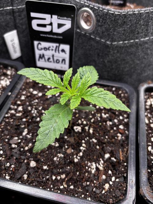 Fastbuds fems. Week 1