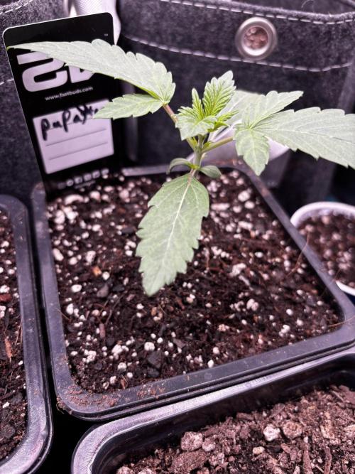 Fastbuds fems. Week 1