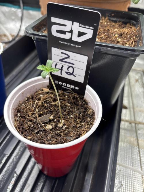Fastbuds fems. Week 1