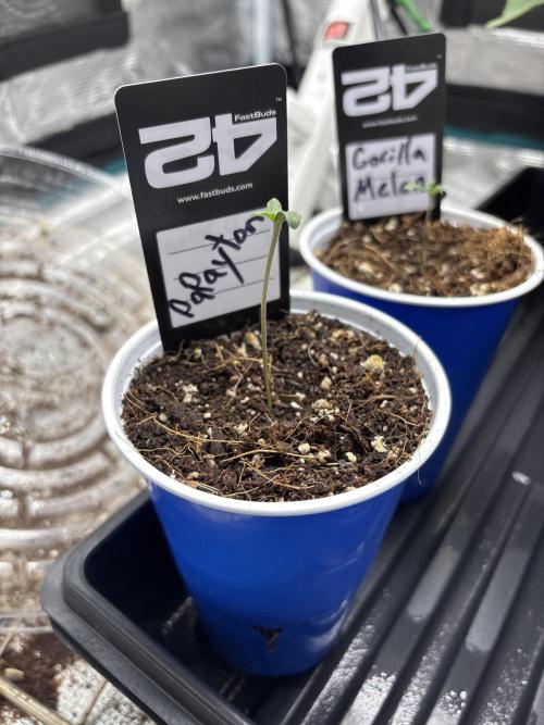 Fastbuds fems. Week 1