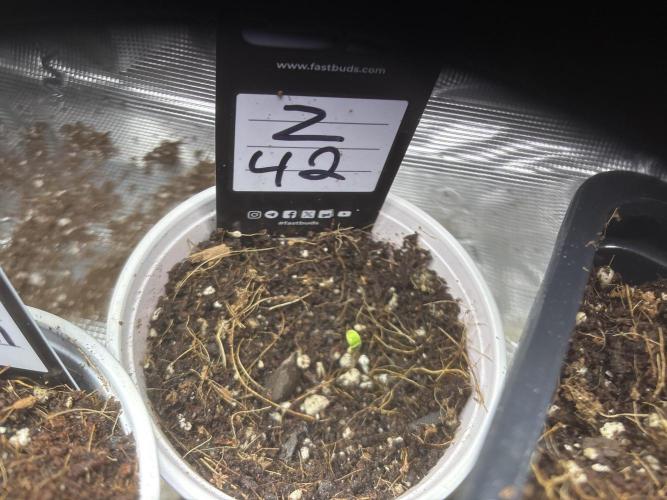 Fastbuds fems. Week 1
