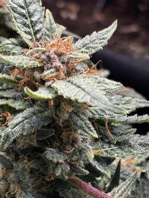 First test grow. Week 7