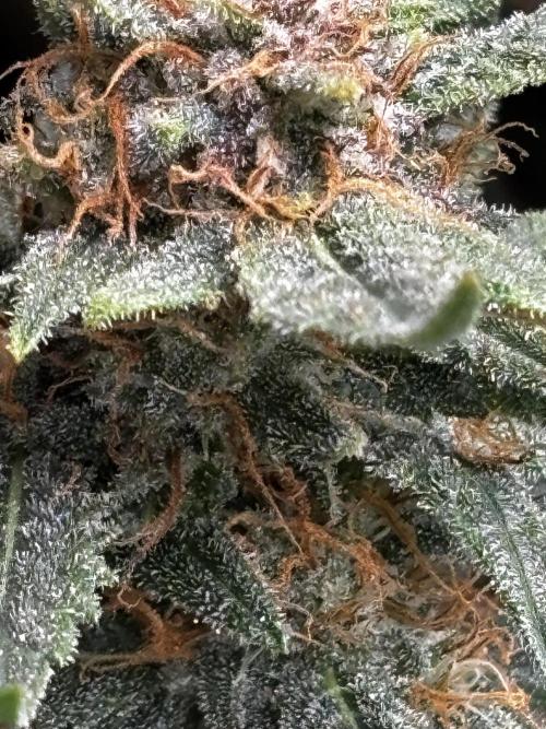 First test grow. Week 7