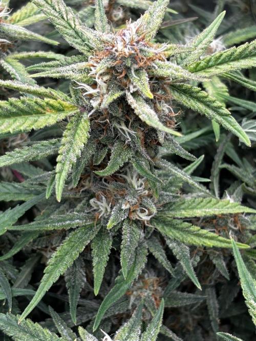 First test grow. Week 7