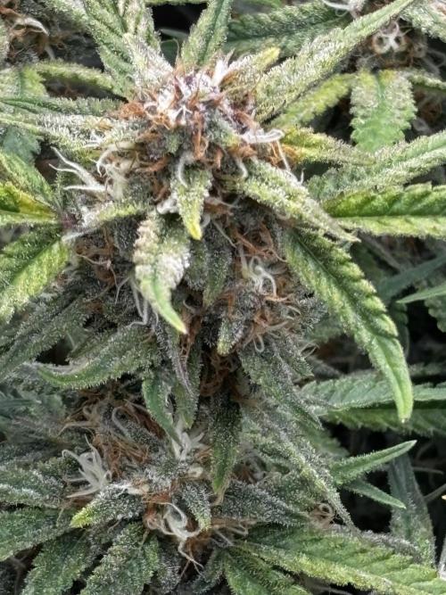 First test grow. Week 7