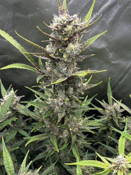 First test grow. Week 7