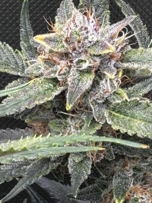 First test grow. Week 7