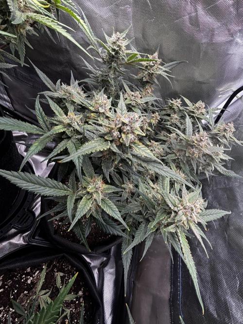 First test grow. Week 7