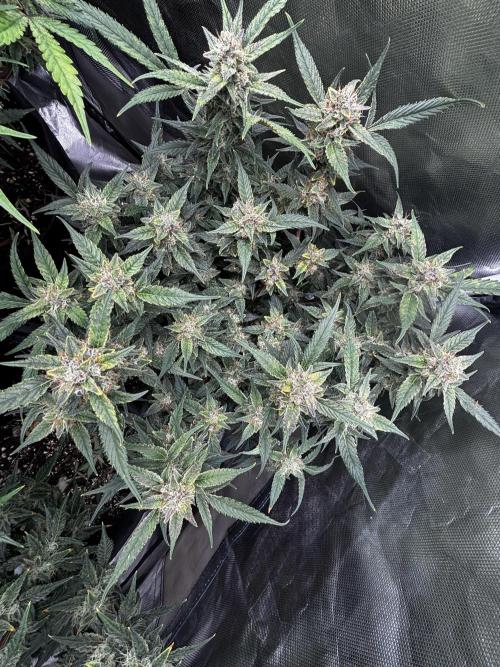 First test grow. Week 7