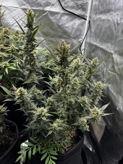 First test grow. Week 7