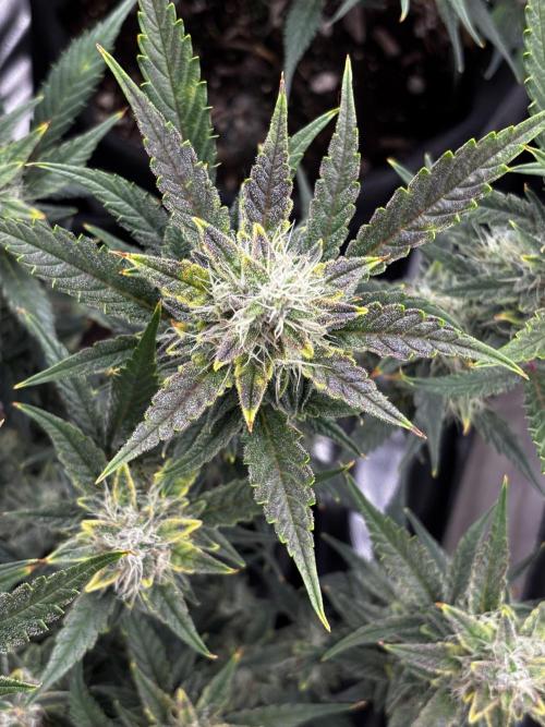First test grow. Week 7