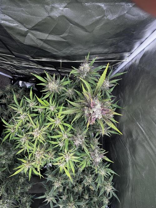 First test grow. Week 7