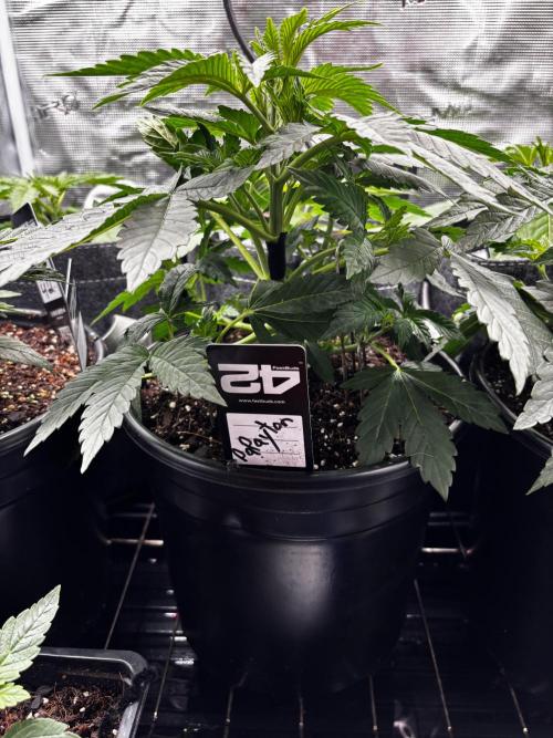 Fastbuds fems. Week 2
