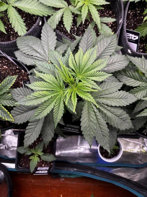 Fastbuds fems. Week 2