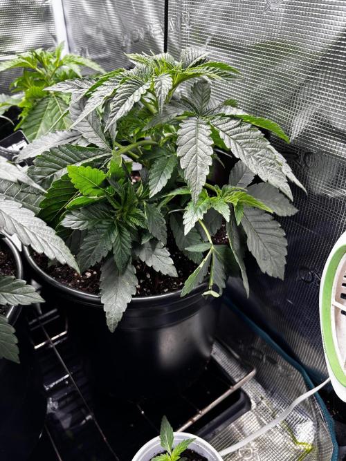 Fastbuds fems. Week 2