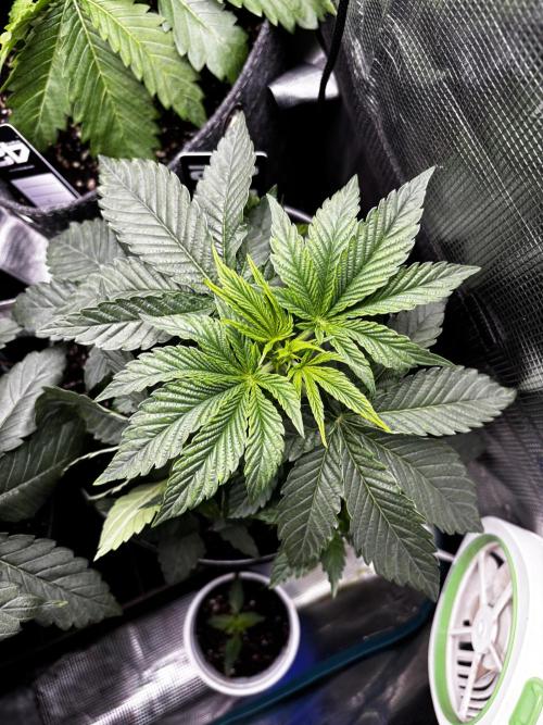 Fastbuds fems. Week 2
