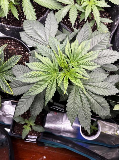 Fastbuds fems. Week 2