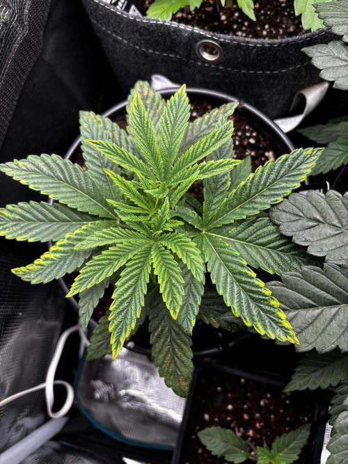 Fastbuds fems. Week 2