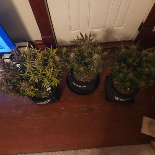 First test grow. Week 8