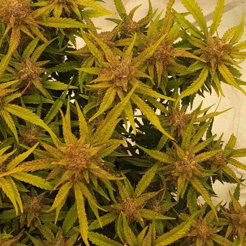 First test grow. Week 8