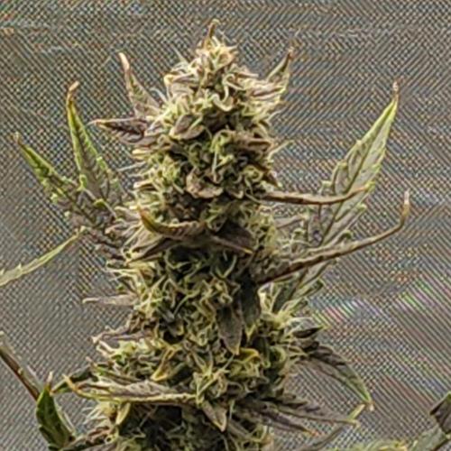 First test grow. Week 8