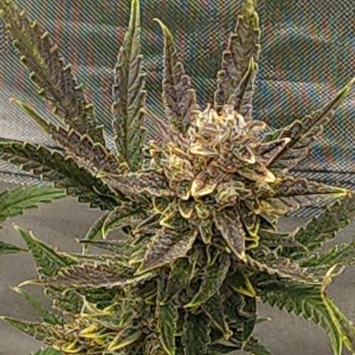 First test grow. Week 8
