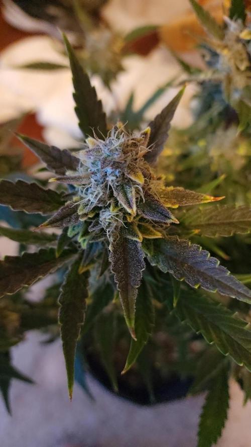 First test grow. Week 8