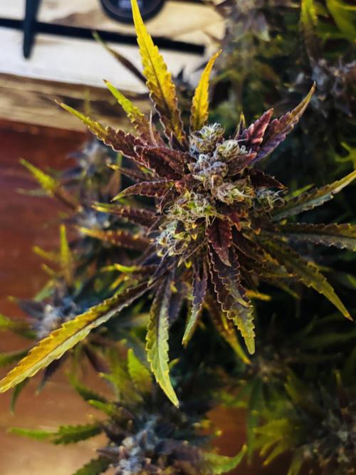 First test grow. Week 8