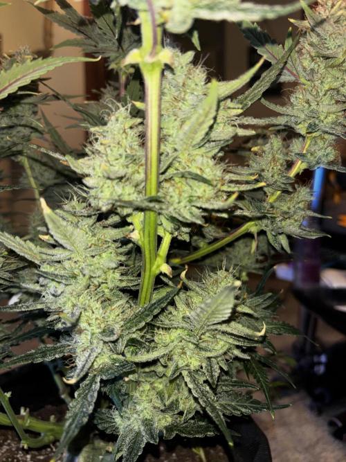 First test grow. Week 8