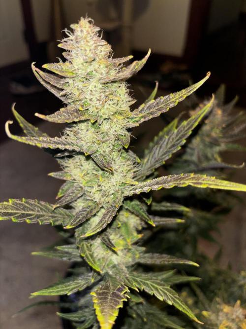 First test grow. Week 8