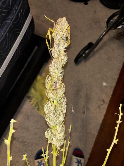 First test grow. Week 9