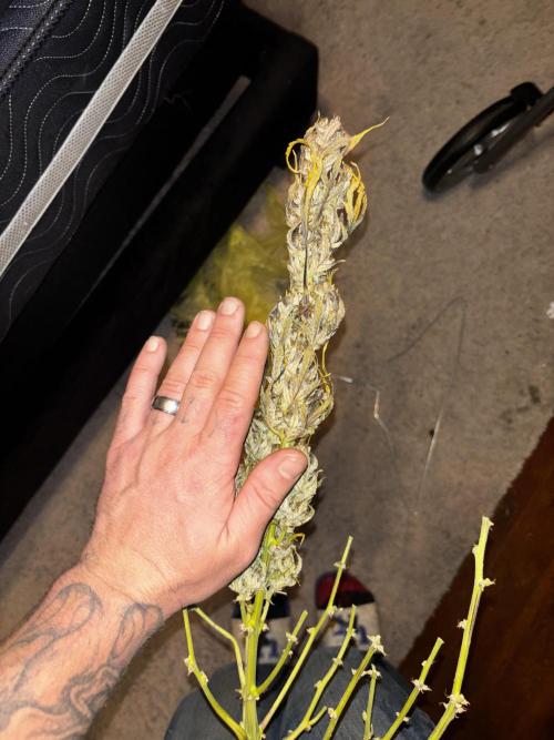 First test grow. Week 9
