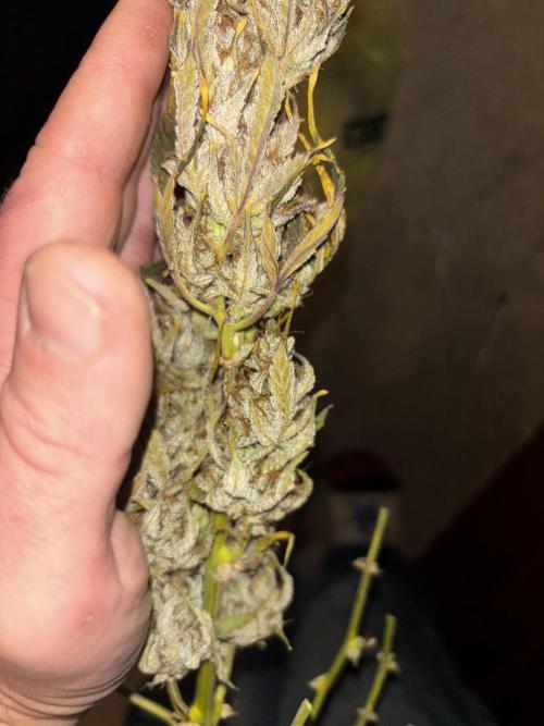 First test grow. Week 9