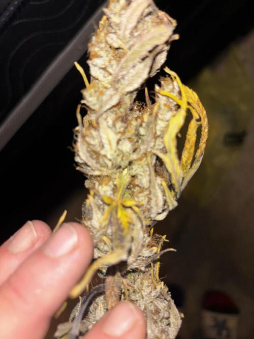First test grow. Week 9