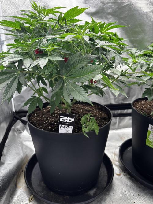 Fastbuds fems. Week 3