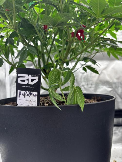 Fastbuds fems. Week 3