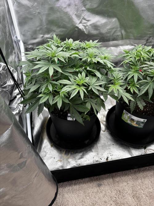 Fastbuds fems. Week 3