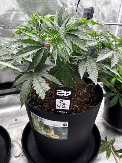 Fastbuds fems. Week 3