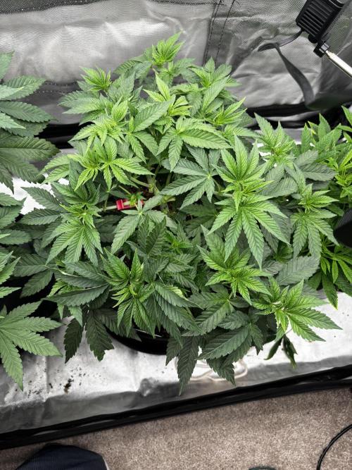 Fastbuds fems. Week 3