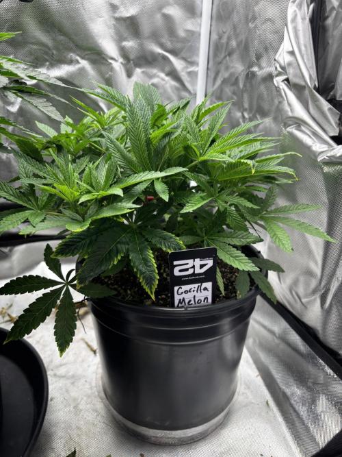 Fastbuds fems. Week 3