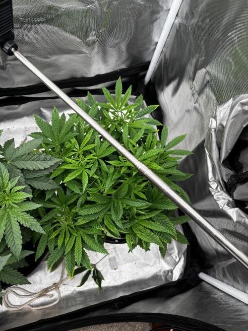 Fastbuds fems. Week 3