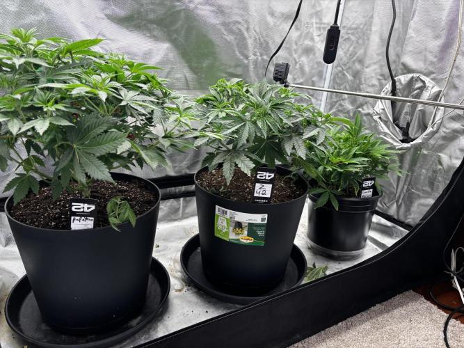 Fastbuds fems. Week 3