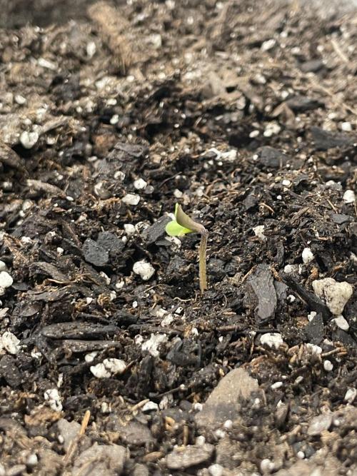 please be frosty and colorfrul 🙏🙏. Week 1 - Slurricane #7 S1